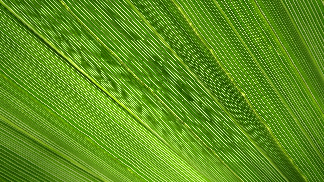 ¿Cómo se llama la palmera abanico?