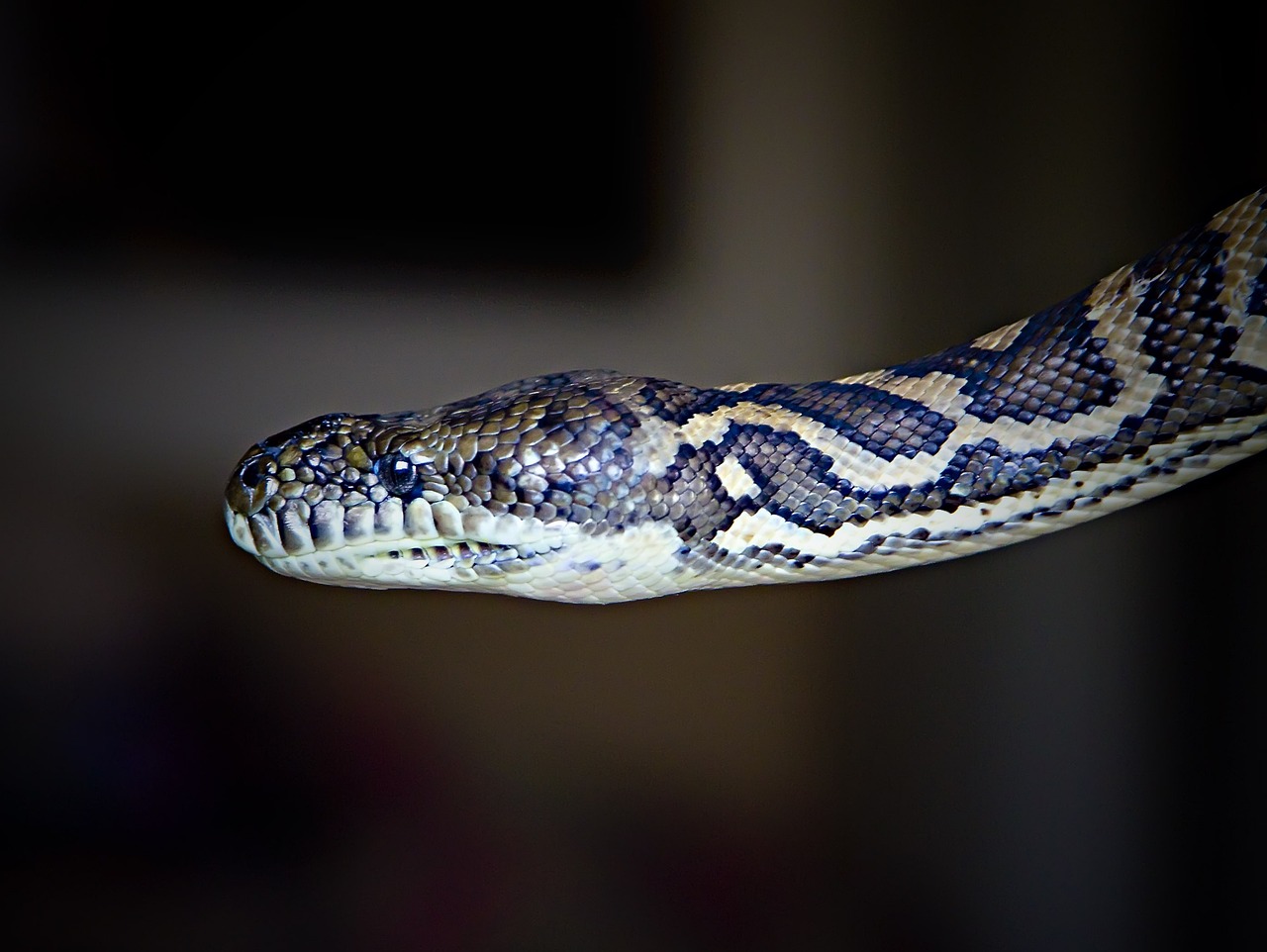 ¿Cuáles son las serpientes que se pueden tener de mascota?