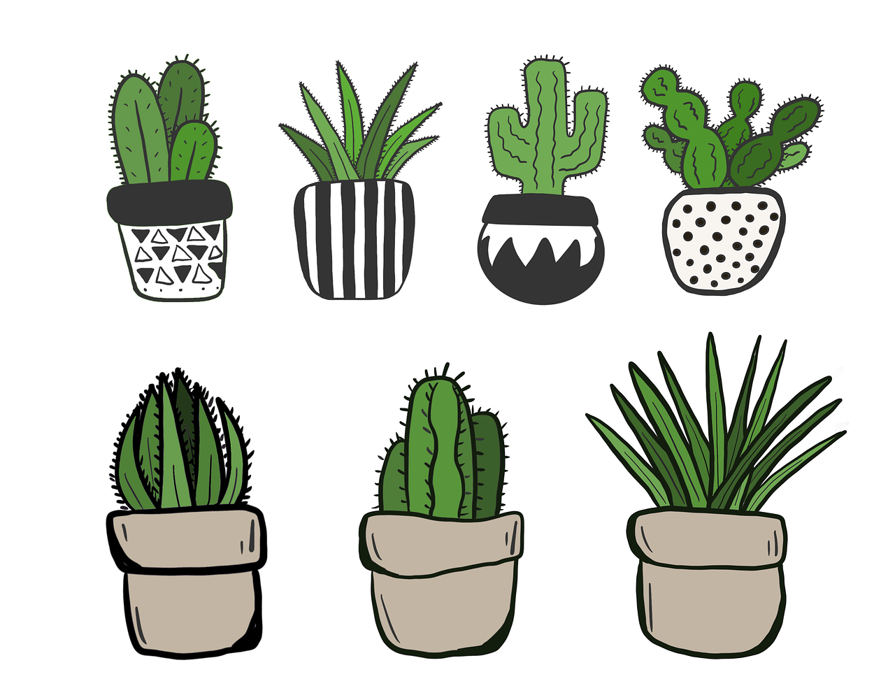 ¿Cuántas veces se le echa agua a un cactus?