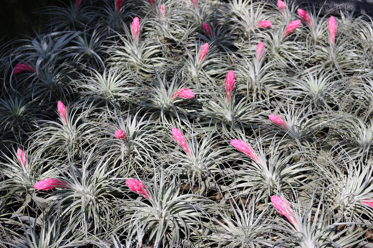 ¿Dónde poner las Tillandsias?