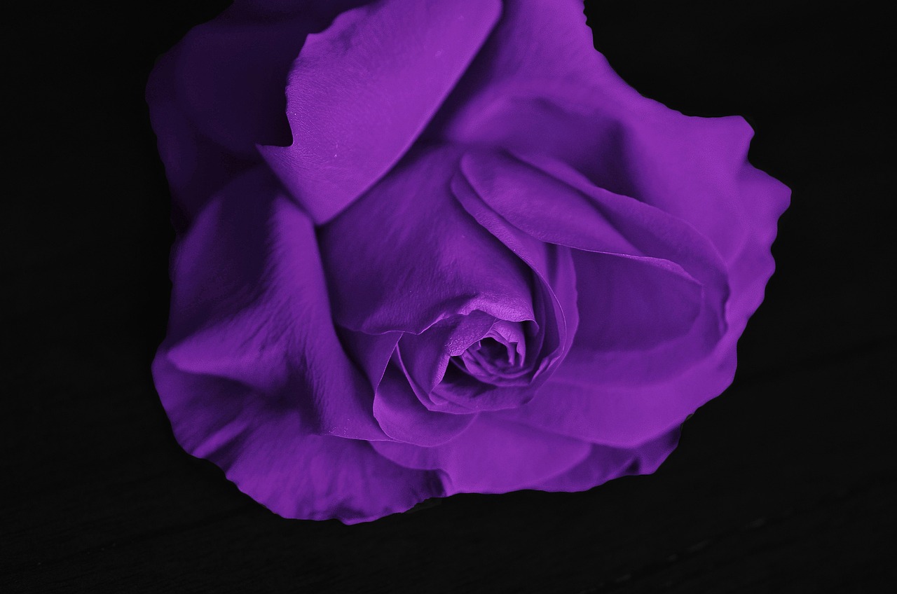 ¿Dónde se puede encontrar rosas negras?