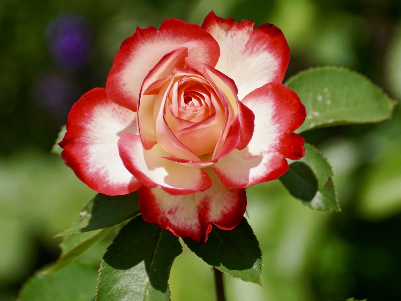 ¿Dónde se pueden encontrar las rosas?