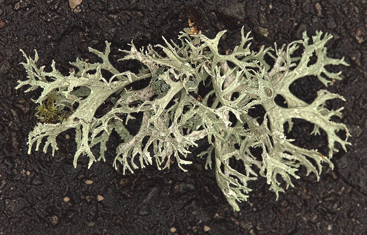 ¿Qué fungicida controla la Phytophthora?