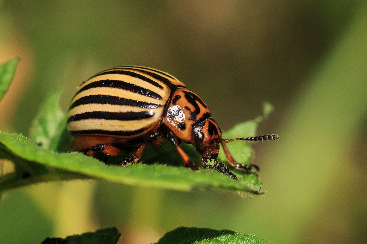¿Cómo acabar con la plaga en las plantas?