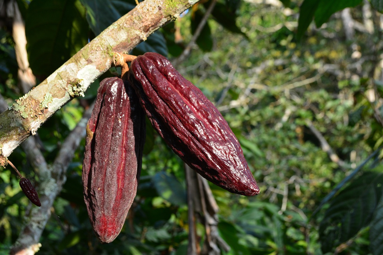 ¿Cómo se le llama a la semilla del cacao?