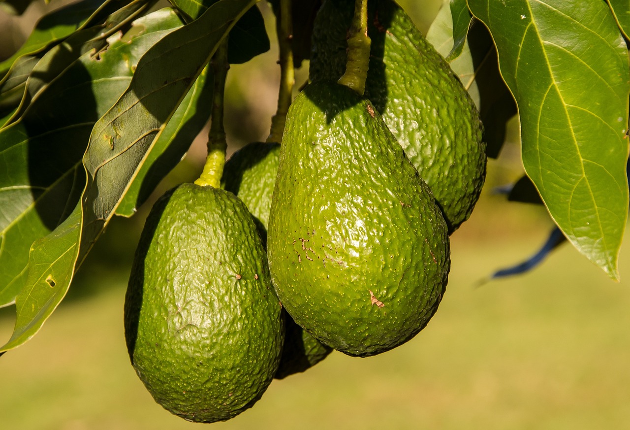 ¿Cómo se llama el árbol de aguacate?