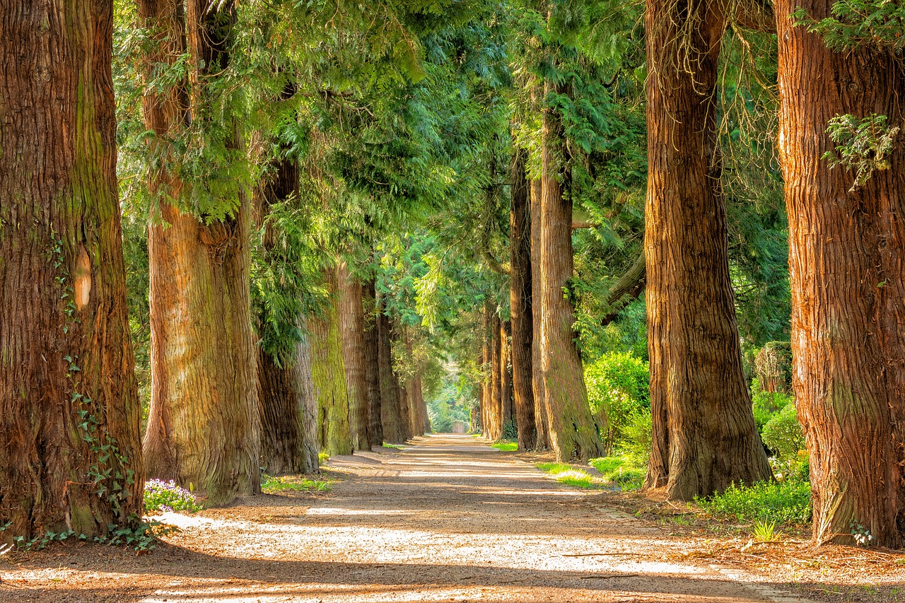 ¿Cómo se llama el árbol que produce la goma?
