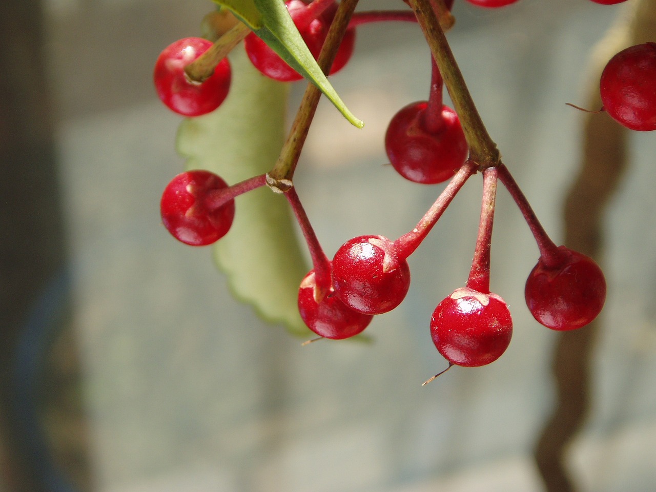 ¿Cómo se reproduce la Ardisia?