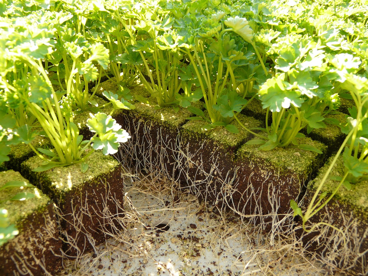 ¿Cuál es la raíz tuberosa?