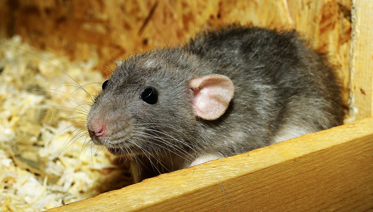 ¿Cuáles son las ratas de campo?