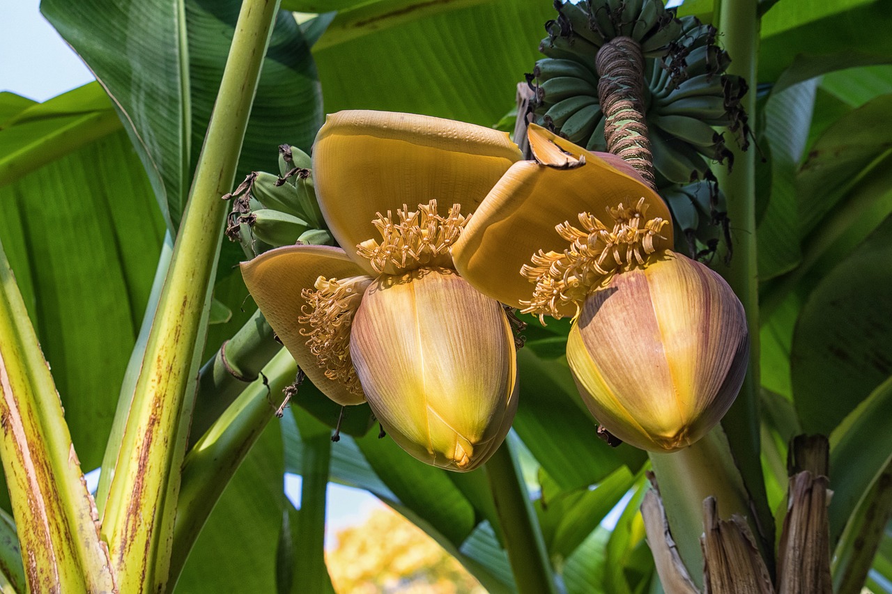 ¿Cuánto tiempo tarda en producir una planta de plátano?