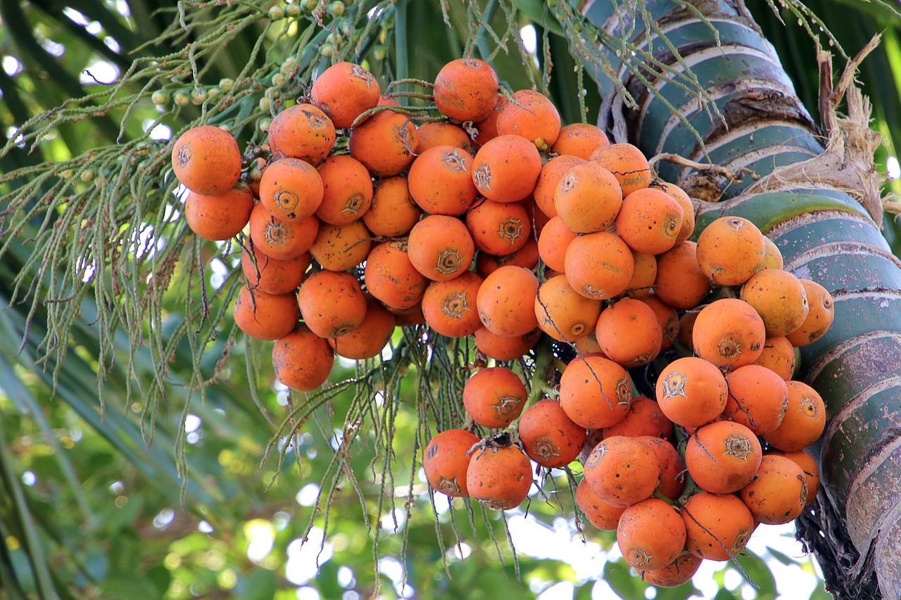 ¿Dónde colocar la areca?