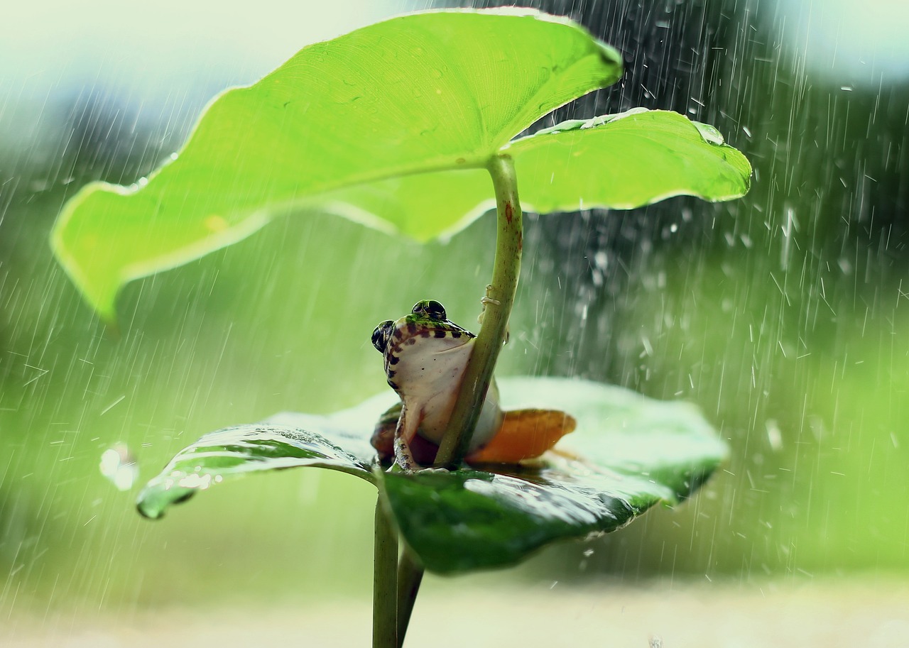 ¿Qué comen las ranas de agua?