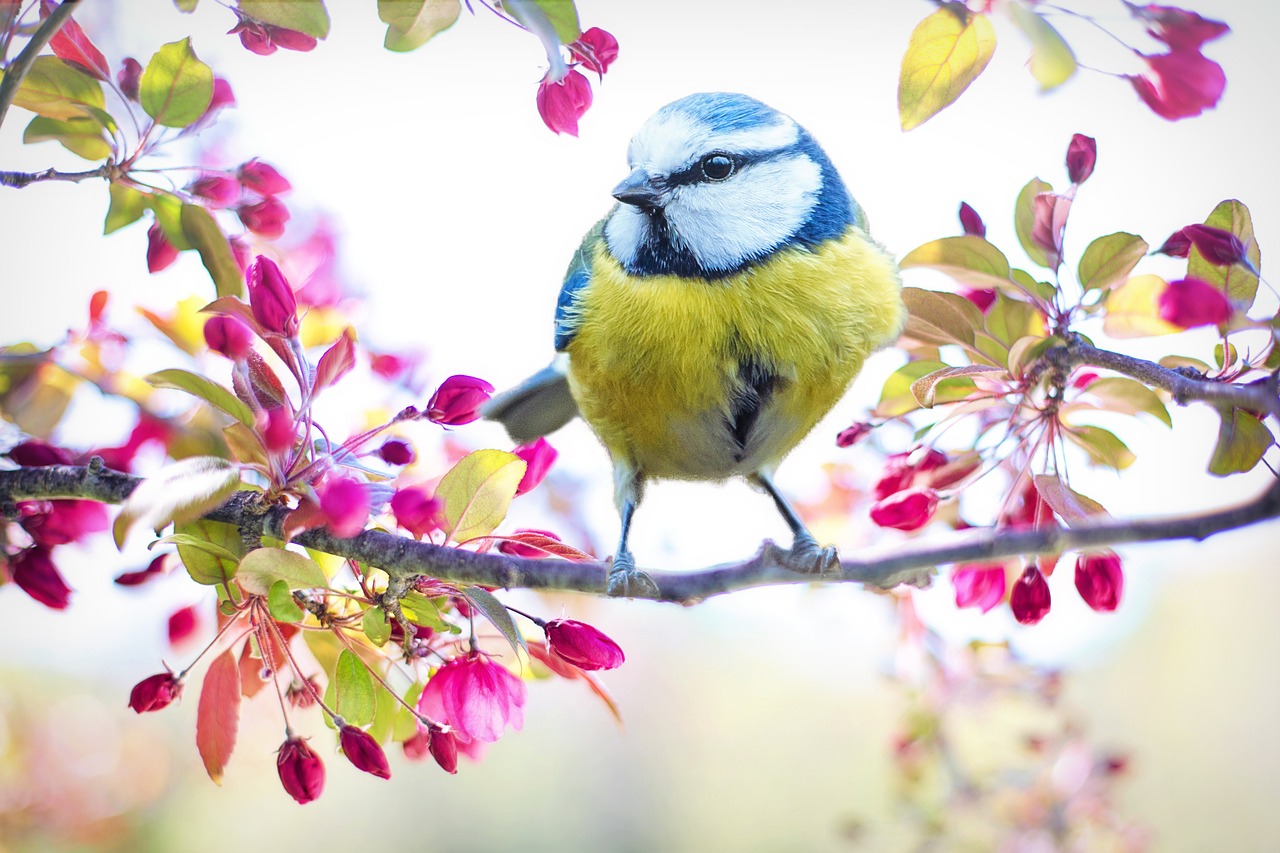 ¿Qué plantas hay en la primavera?
