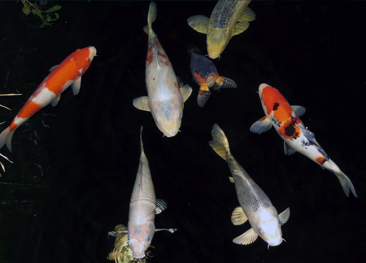 ¿Qué temperatura soportan los peces koi?