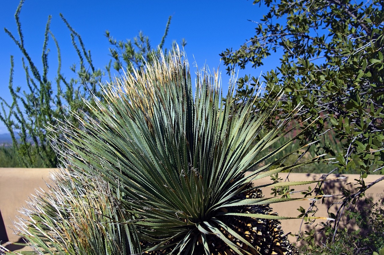 ¿Cómo se cuida la planta de yuca?