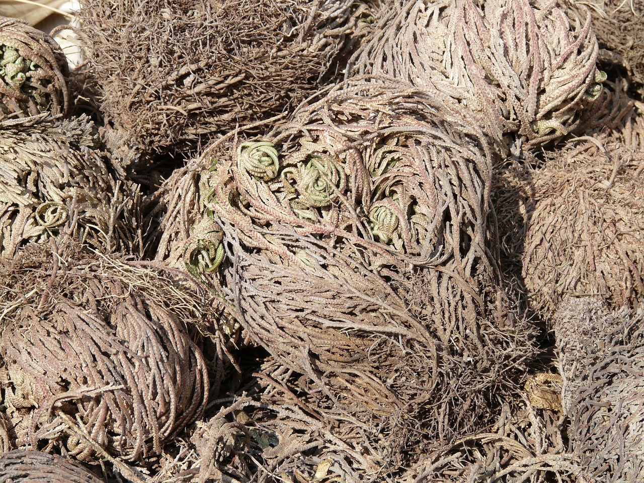 ¿Cómo se cuida la planta selaginella?