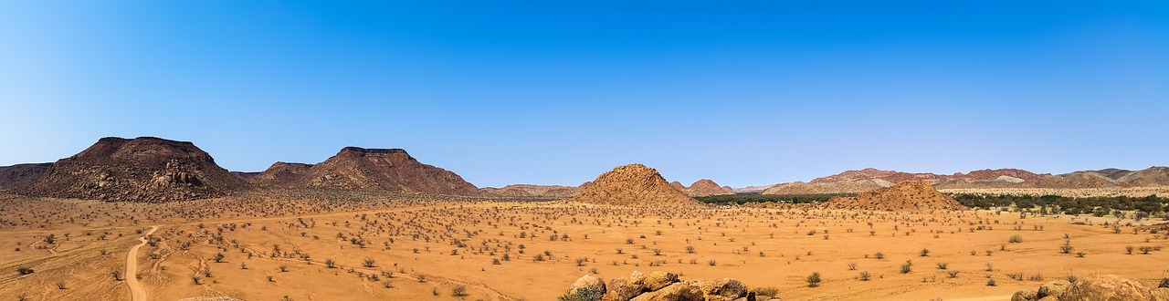 ¿Cuáles son las plantas de África?
