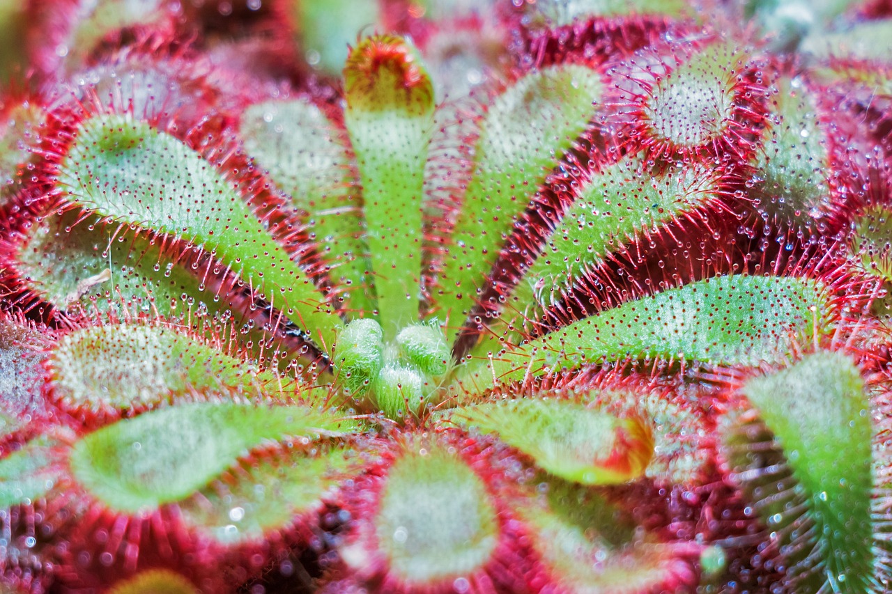 ¿Cuándo florecen las plantas carnívoras?