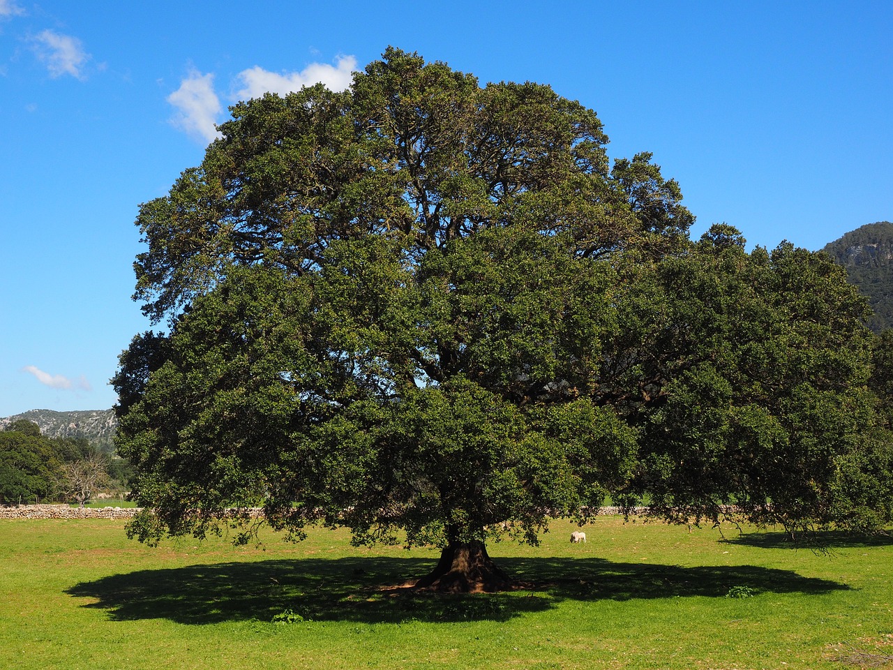 ¿Cuánto tiempo tarda en crecer un árbol de laurel?