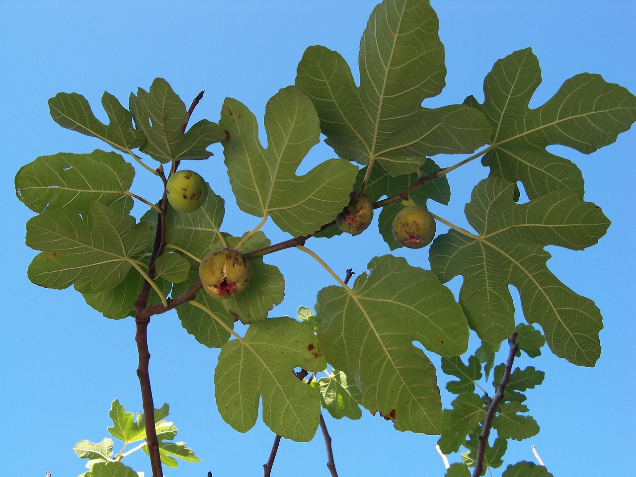 ¿Cuánto tiempo tarda en dar fruto el higo?