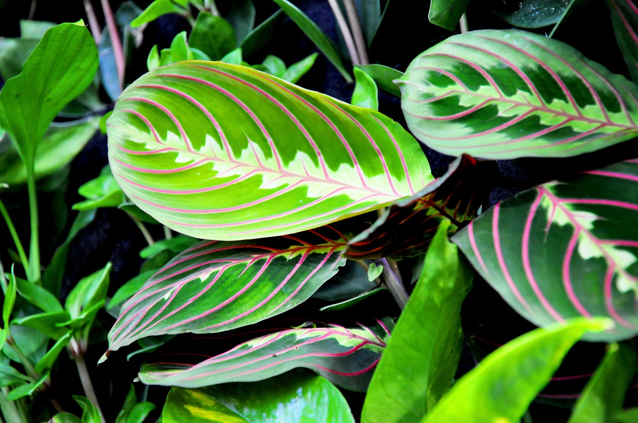 ¿Dónde colocar la Maranta?