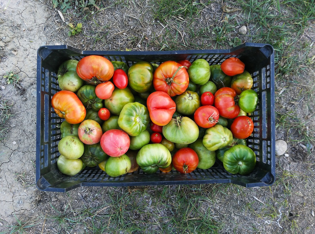 ¿Dónde plantar tomateras sol o sombra?