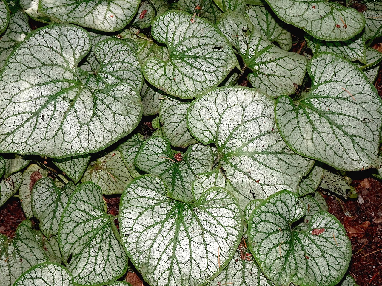 ¿Dónde ubicar la Peperomia?