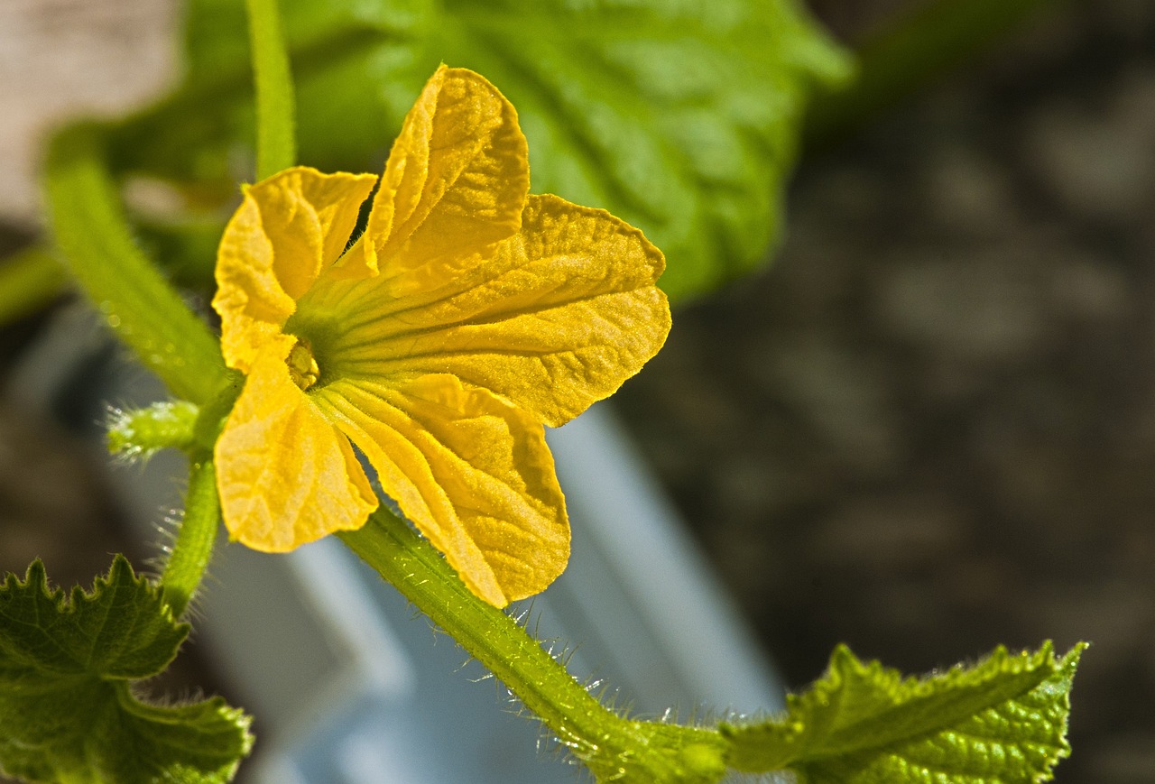 ¿Qué beneficios tiene la Luffa?