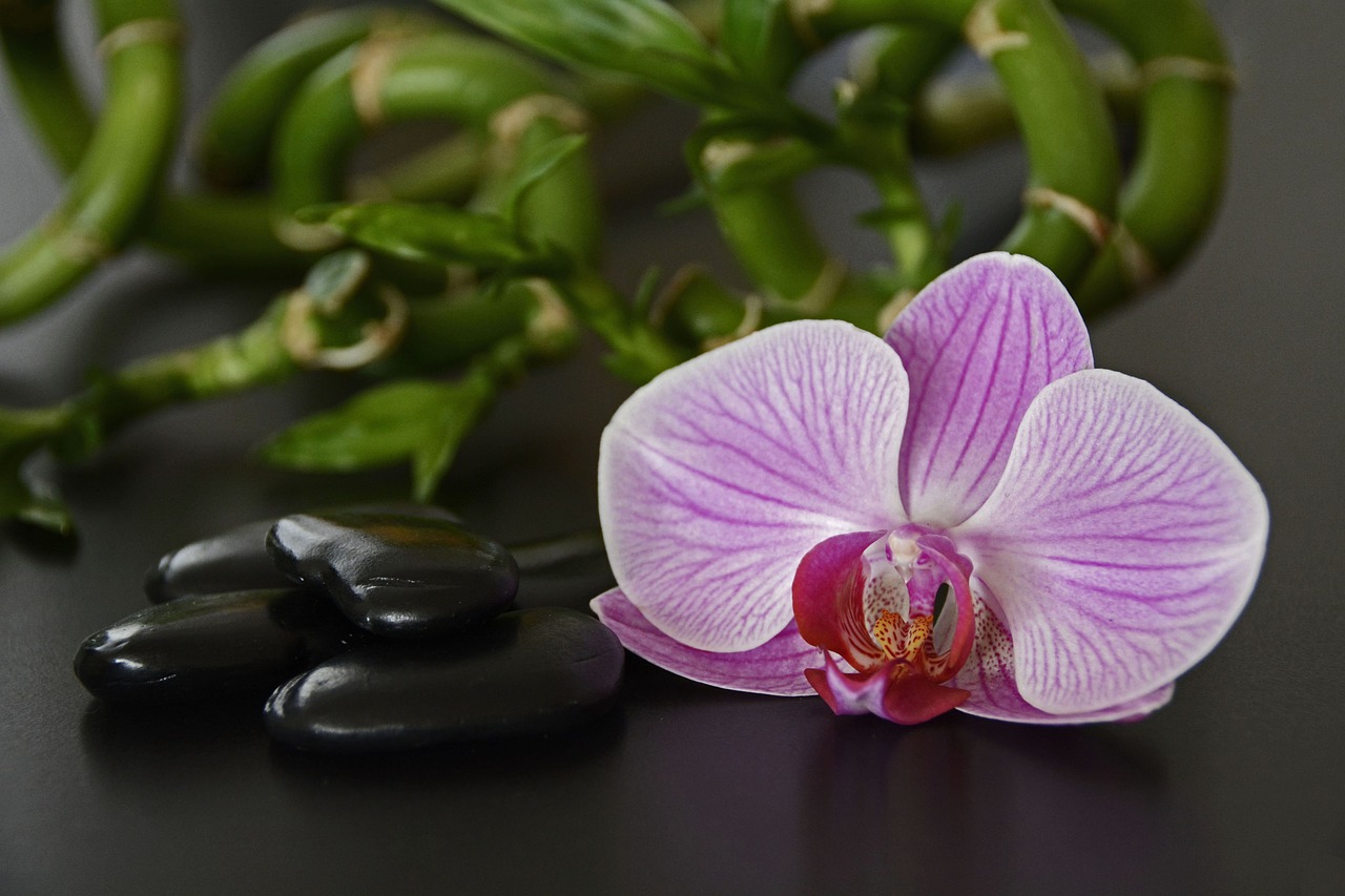 ¿Qué plantas hay que tener según el Feng Shui?