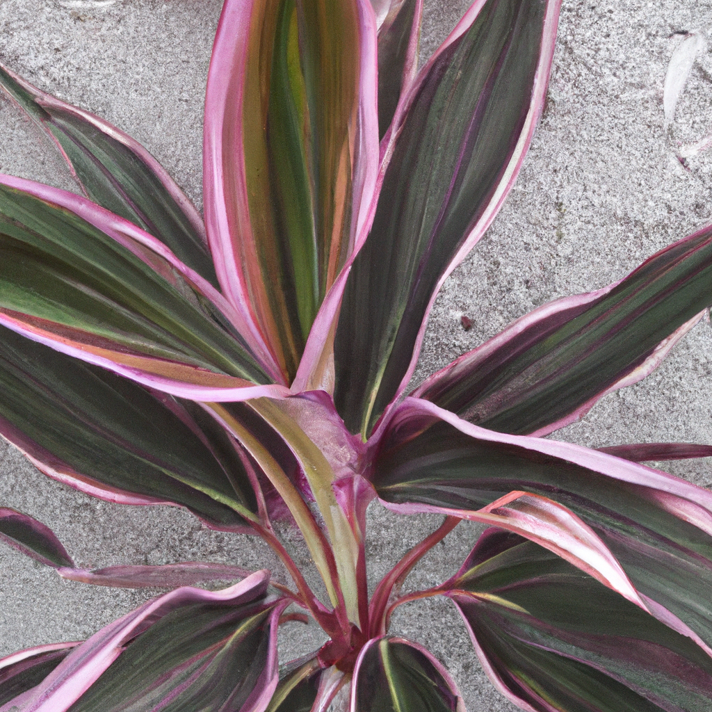 ¿Cómo se cuida la planta Cordyline fruticosa?