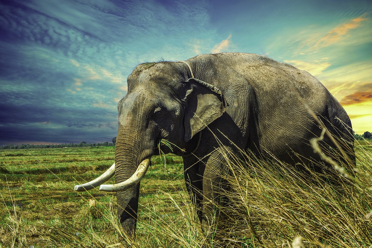 ¿Cómo se cuida la planta pata de elefante?