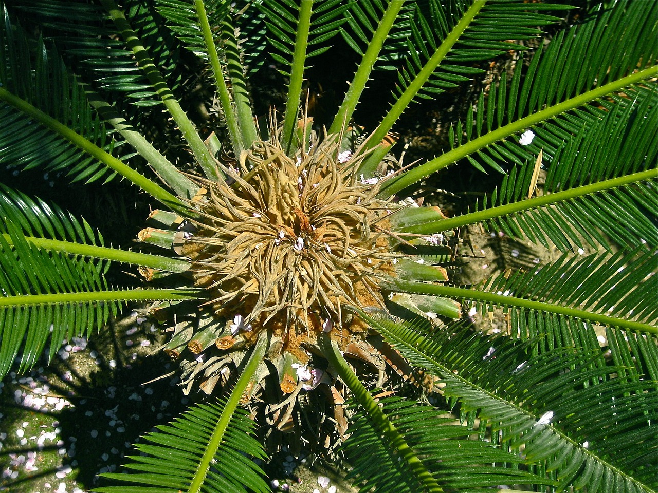 ¿Cómo se cuida una palmera cica?
