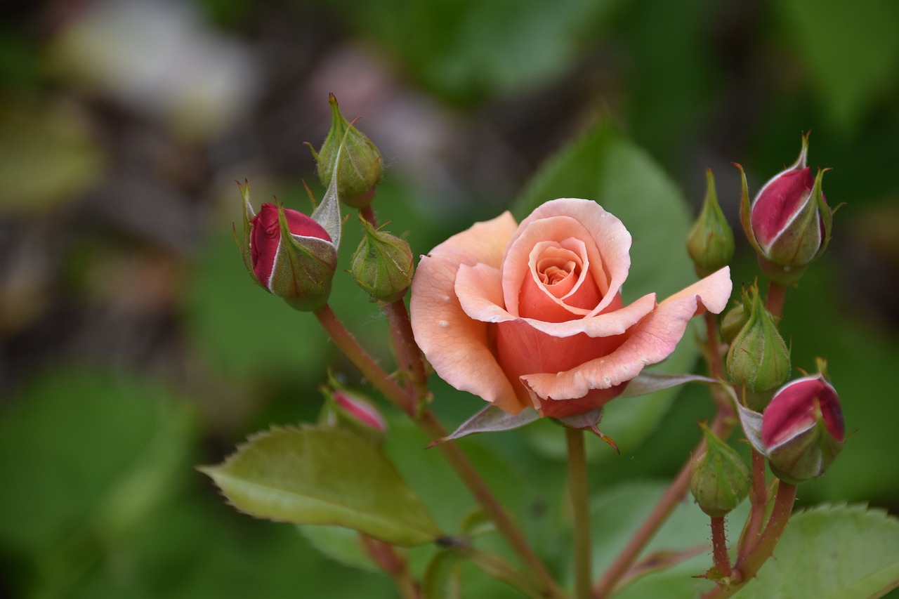 ¿Cómo se reproduce una rama de rosal?