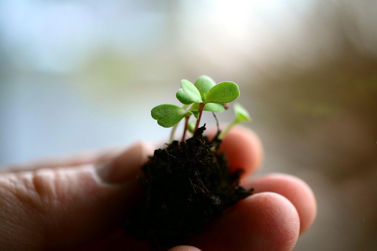 ¿Cómo sembrar una planta de almendras?
