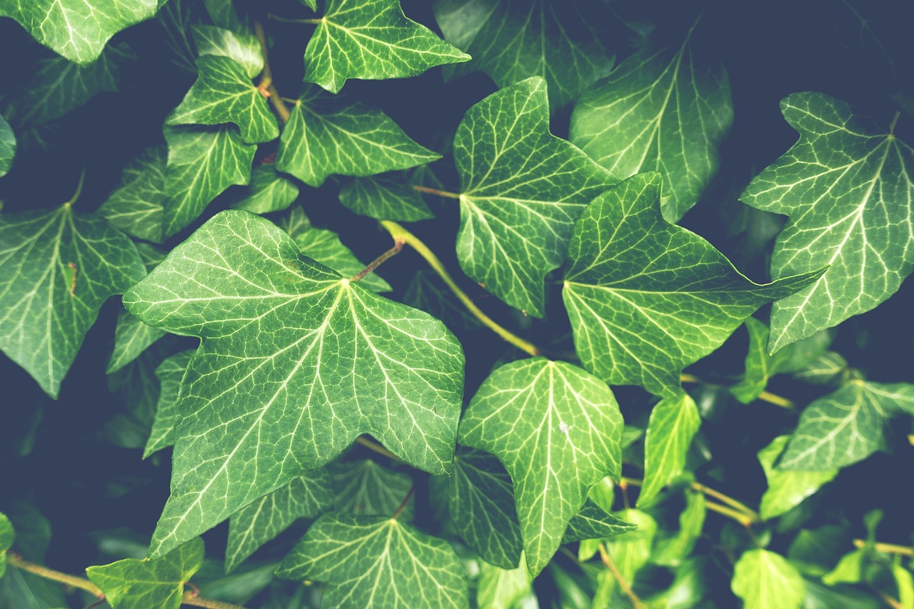 ¿Cuál es la planta trepadora de crecimiento más rápido?