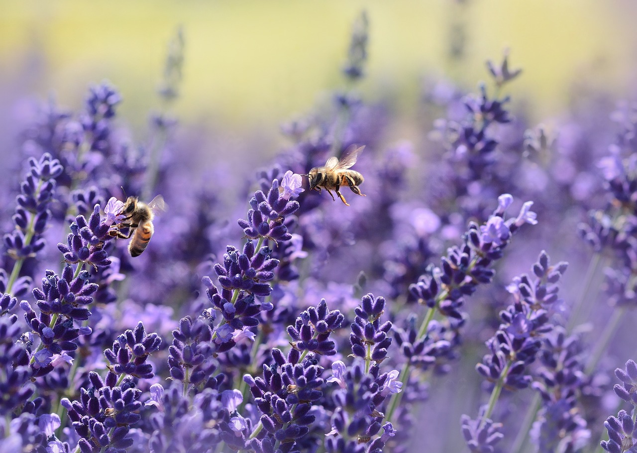 ¿Cuáles son las partes de la lavanda?