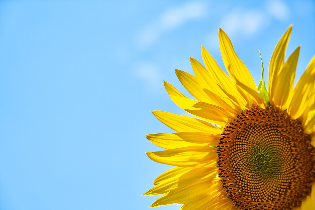 ¿Cuáles son las plagas más comunes del girasol?