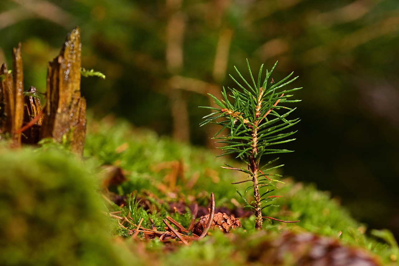 ¿Cuáles son las plantas de rizomas?