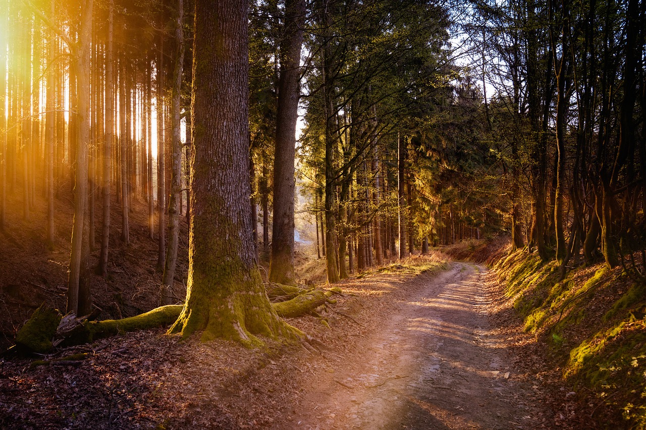 ¿Cuáles son las plantas forestales?