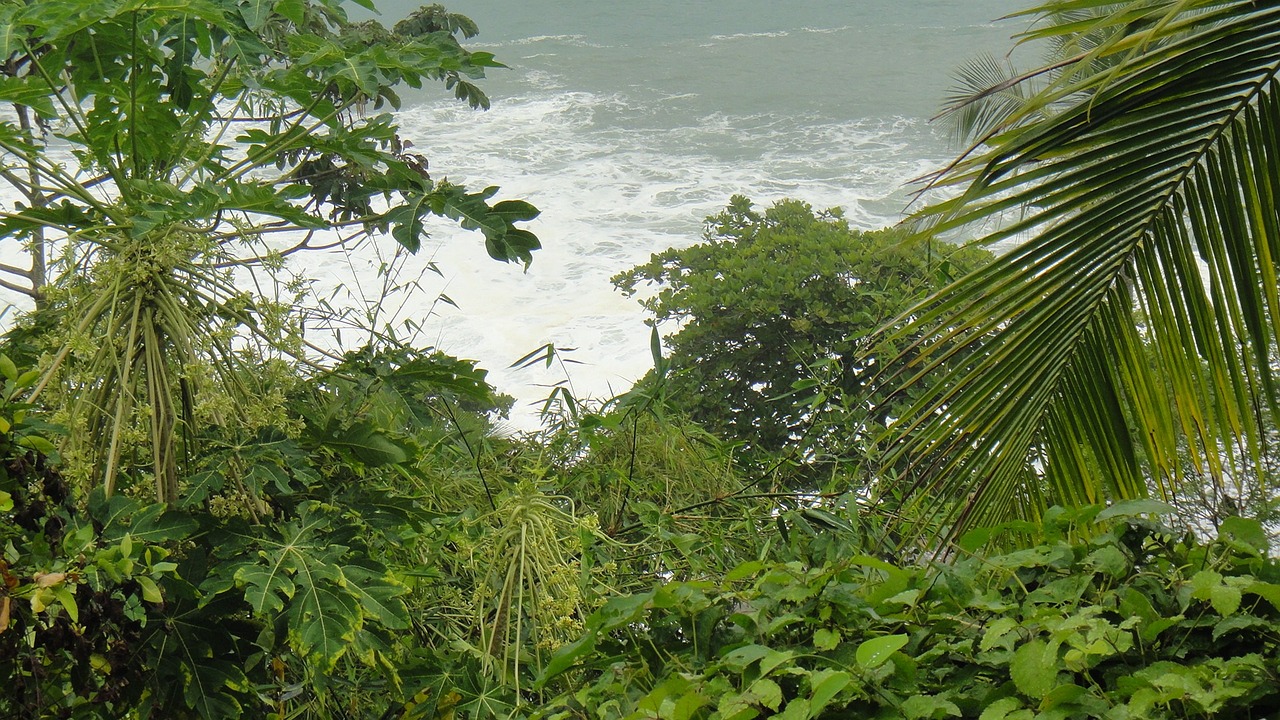 ¿Cuánto tiempo tarda en crecer el árbol de papaya?