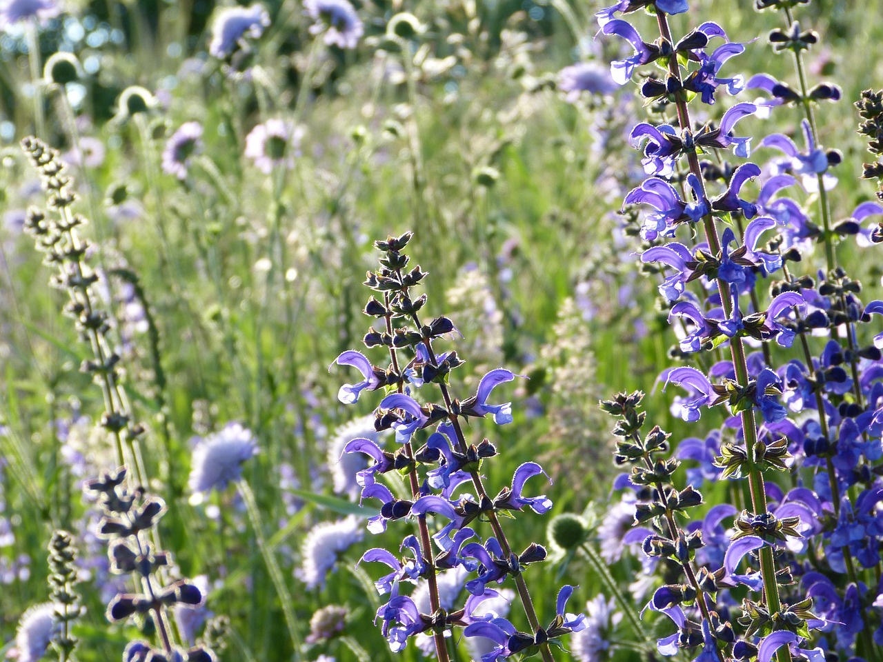 ¿Qué beneficios tiene la planta de salvia?