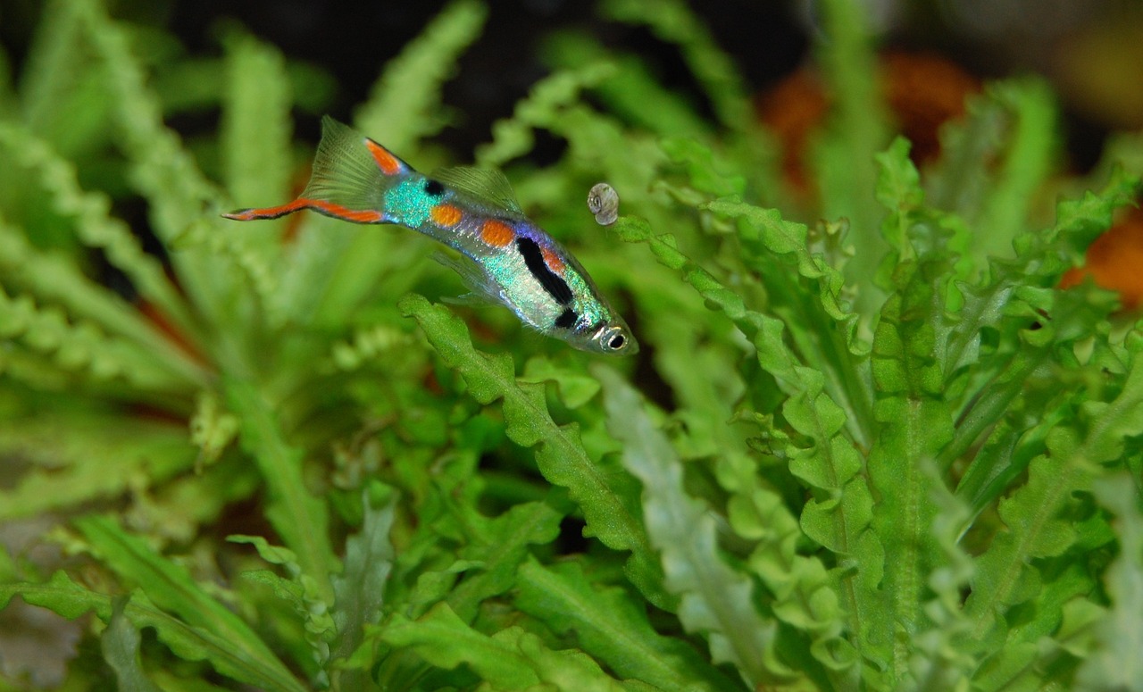 ¿Qué hacer cuando un pez guppy está embarazada?