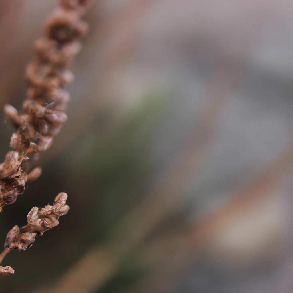 ¿Qué plantas son estolones ejemplos?