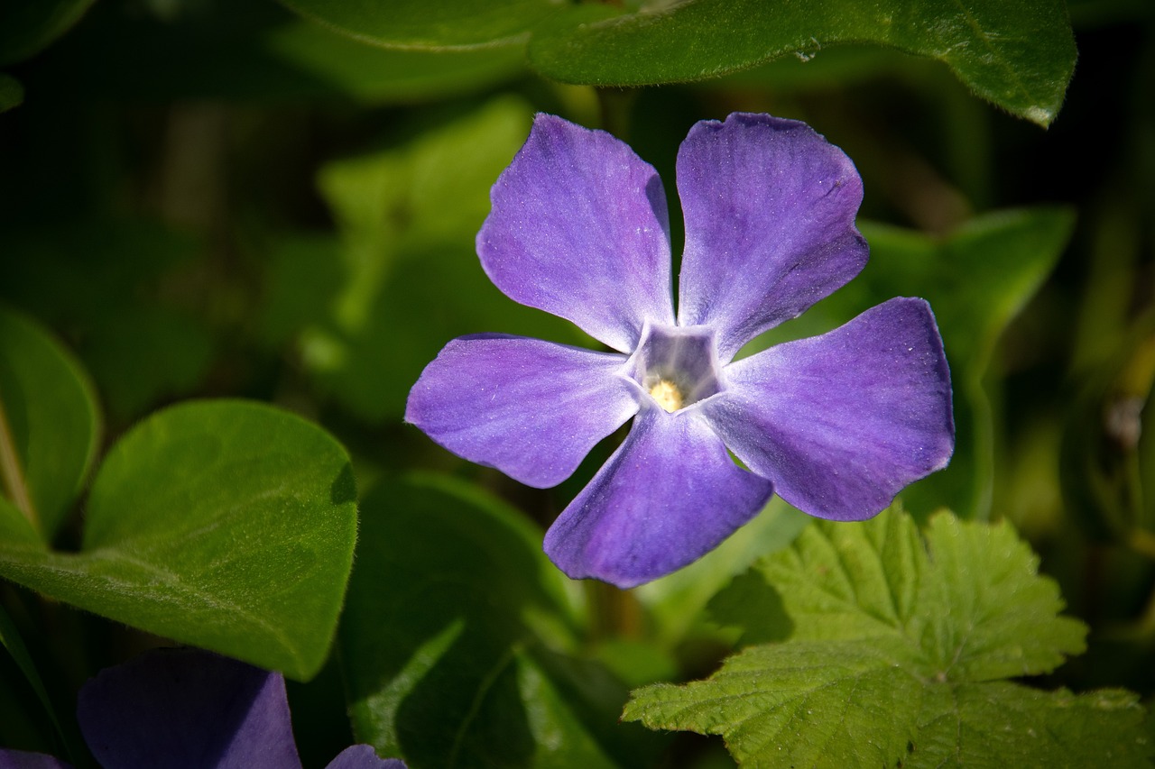 ¿Qué plantas son rizomas ejemplos?