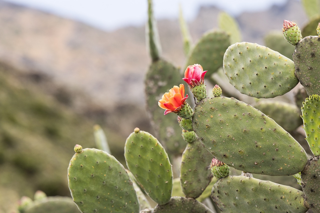 ¿Cómo cuidar un cactus Opuntia?