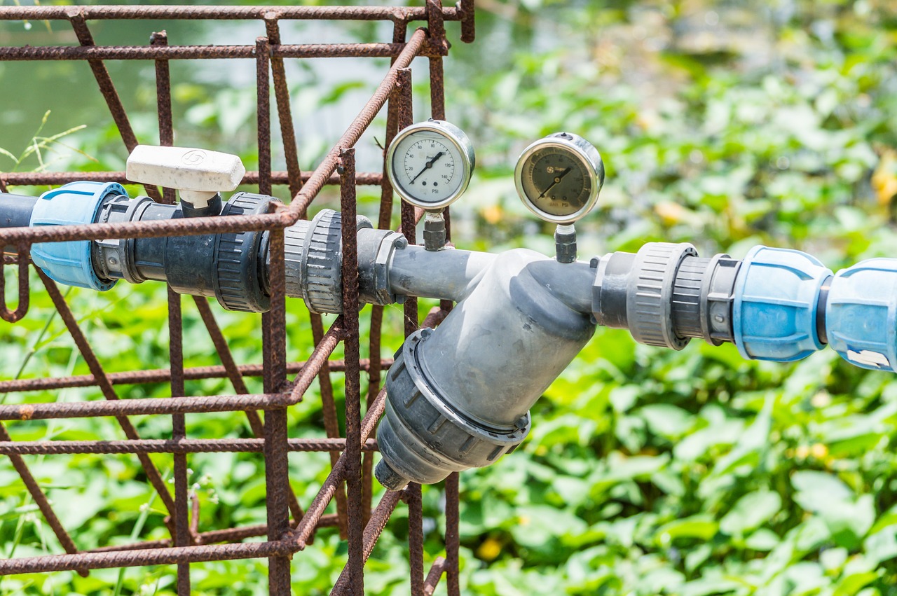 ¿Cómo saber si al rosal le falta agua?