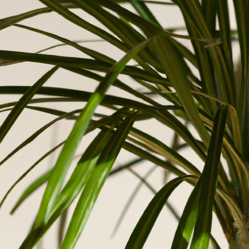 ¿Cómo se cuida la Dracaena marginata?