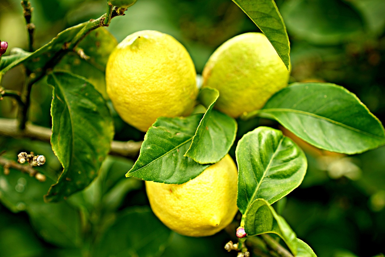 ¿Cuándo y dónde plantar un limonero?