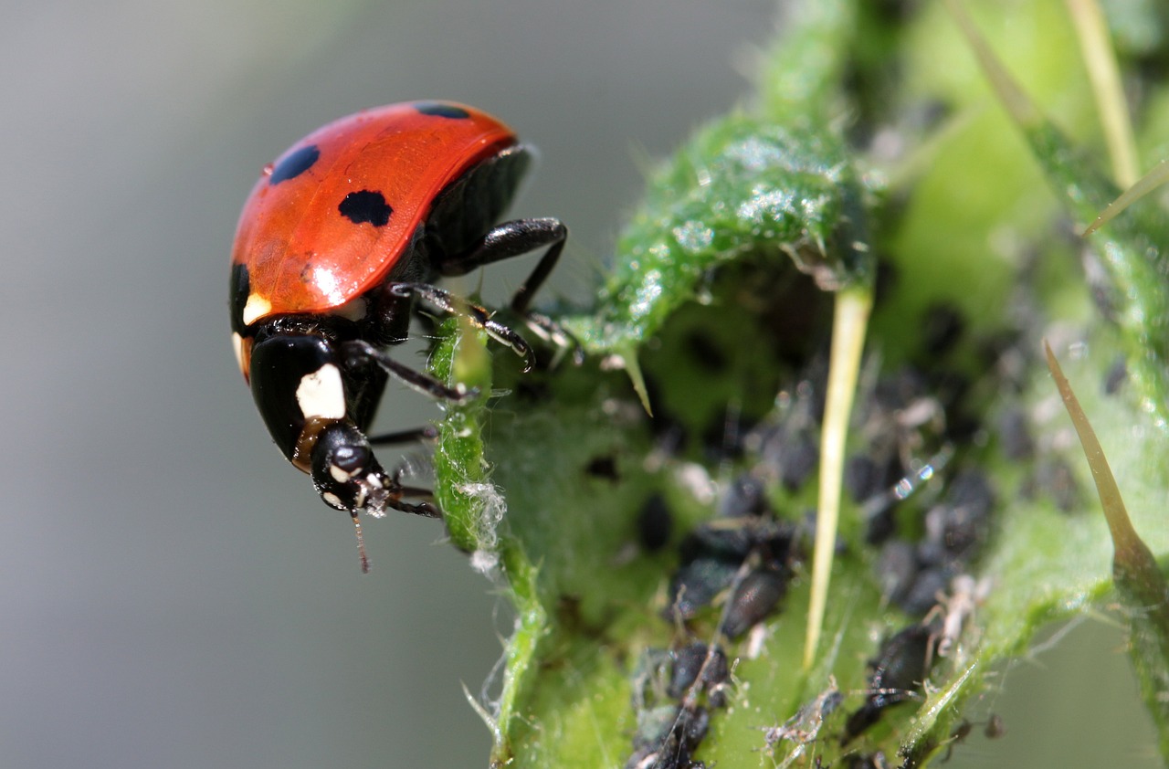 ¿Qué animales se comen a los pulgones?